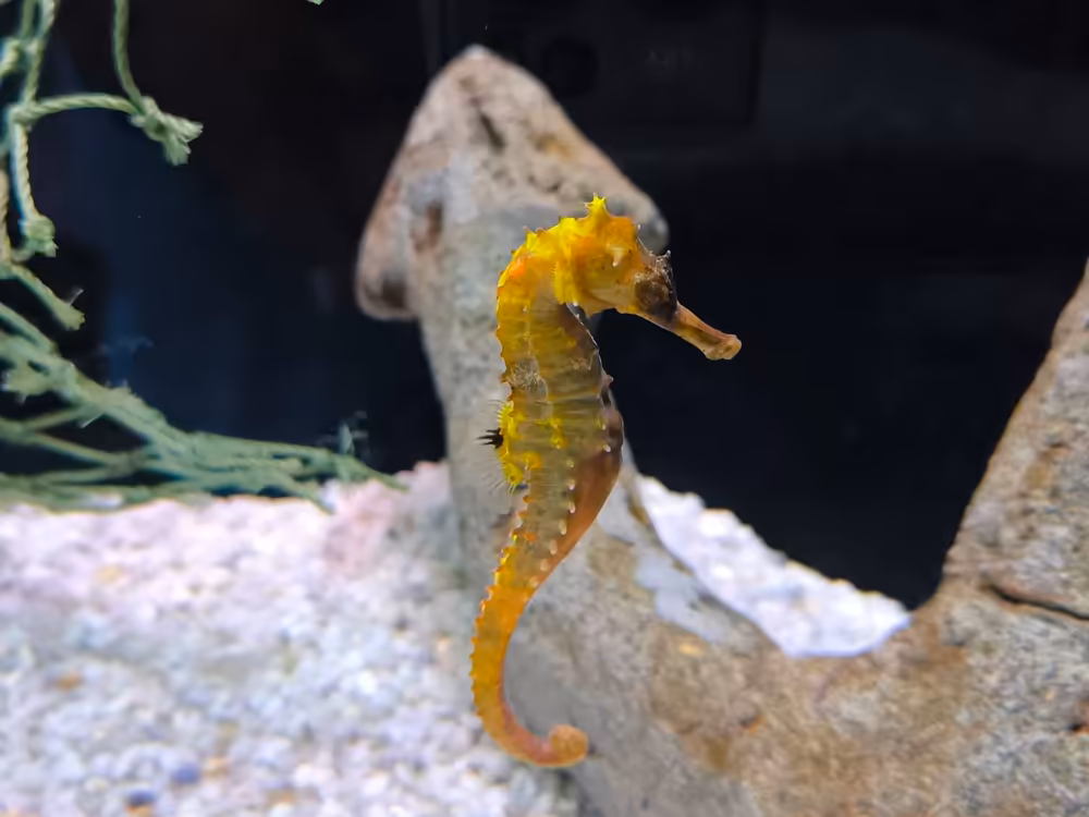 Aquaria Phuket: Underwater Adventure - Image 13