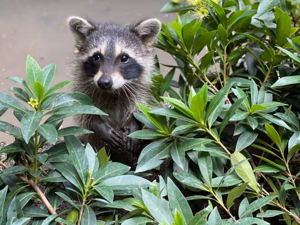 Bangkok Safari World & Marine Park Adventure! - Image 15