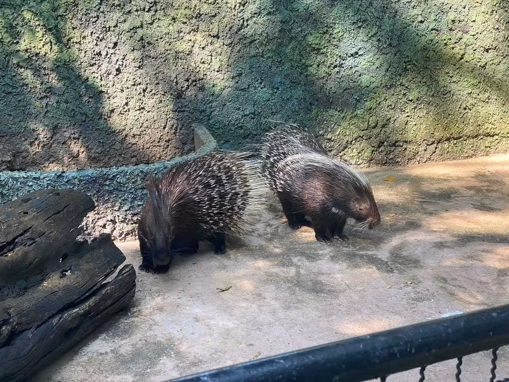 Bangkok Safari World & Marine Park Adventure! - Image 19