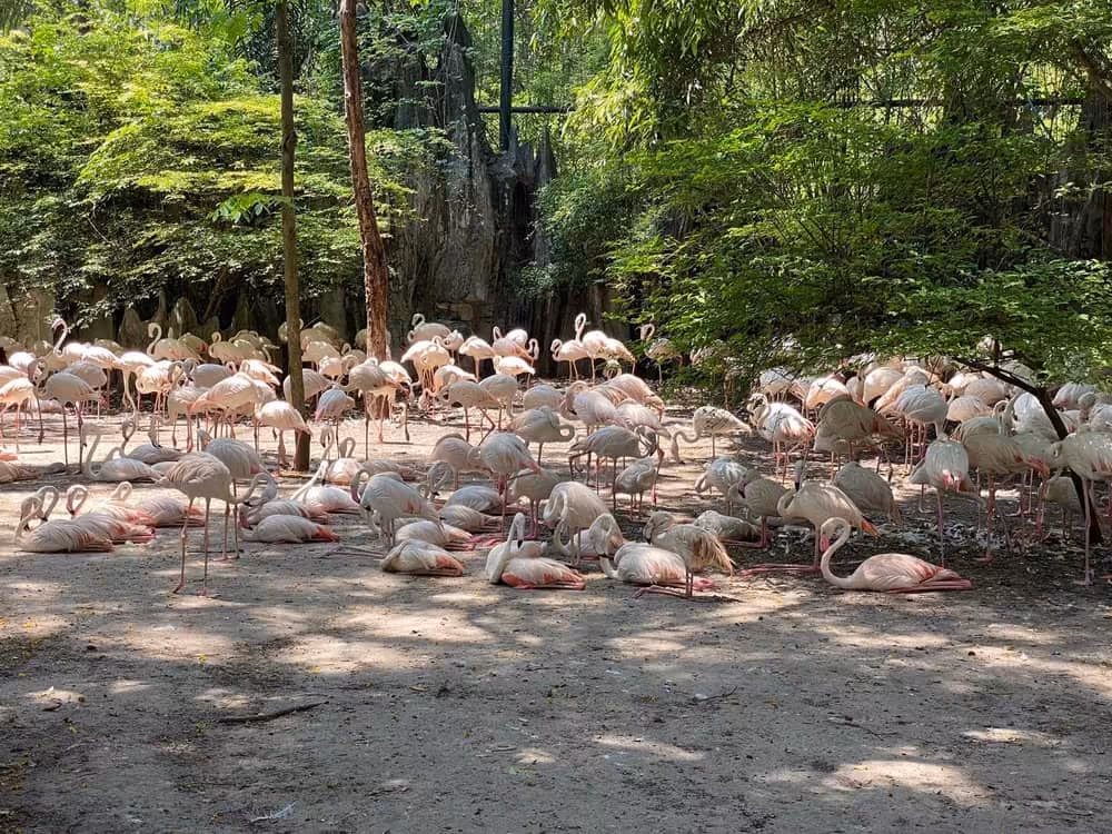 Bangkok Safari World & Marine Park Adventure! - Image 22