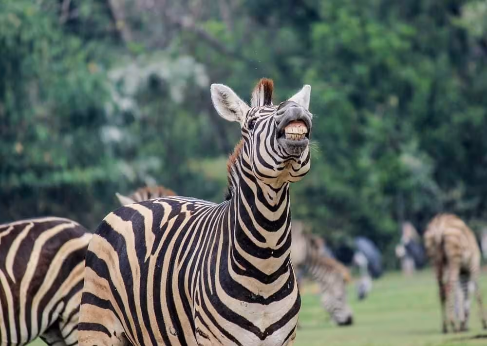 Bangkok Safari World & Marine Park Adventure! - Image 4