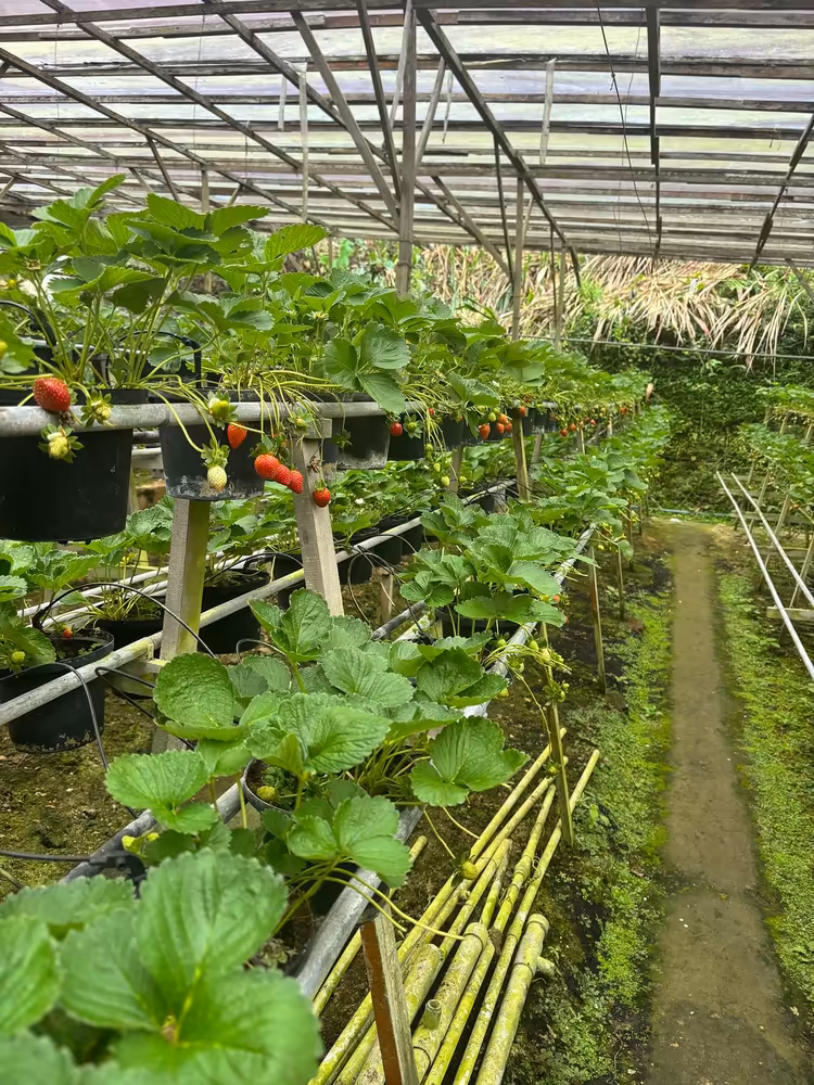 Cameron Highlands Day Tour: Tea Plantations & Floral Paradis - Image 6