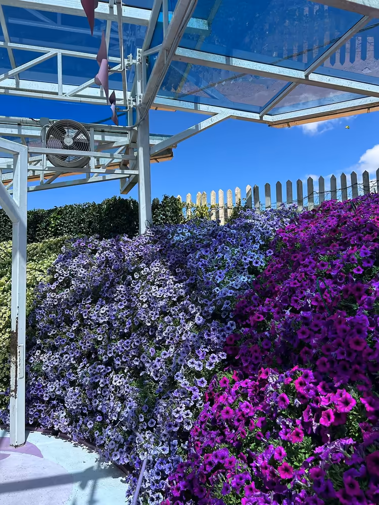 Cameron Highlands Day Tour: Tea Plantations & Floral Paradis - Image 8