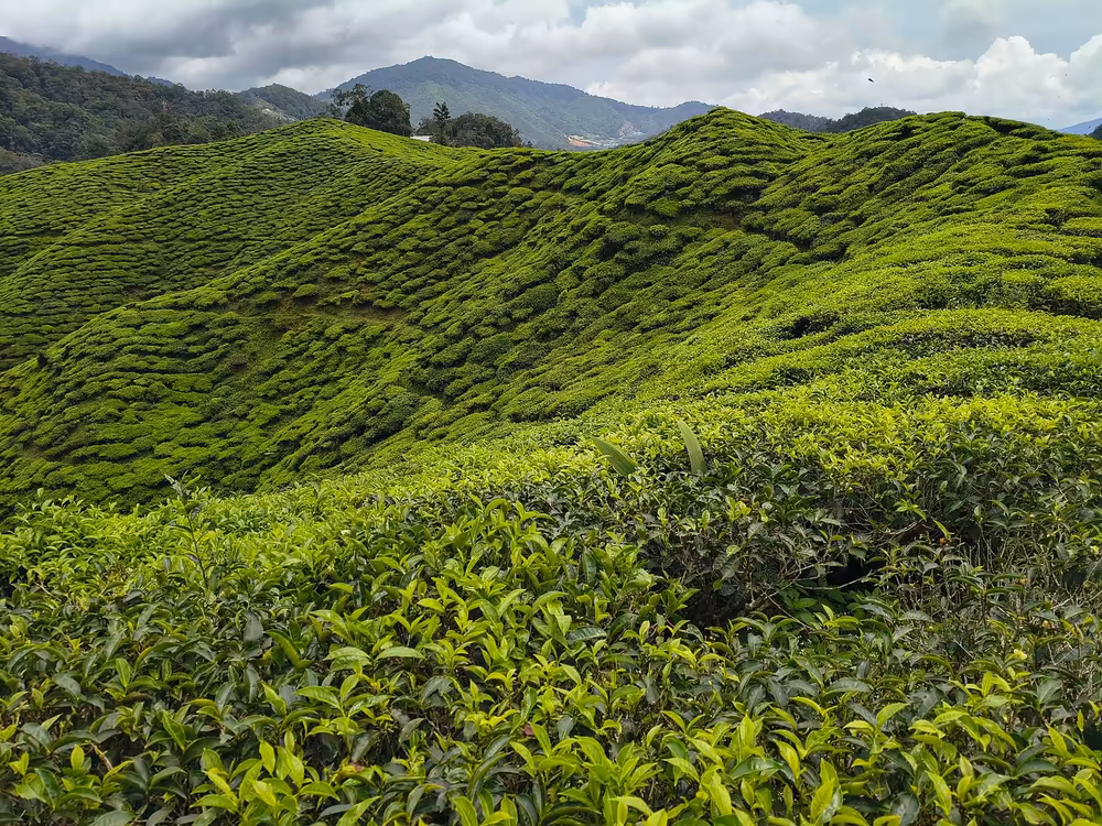 Cameron Highlands Day Tour: Tea Plantations & Floral Paradis - Image 10