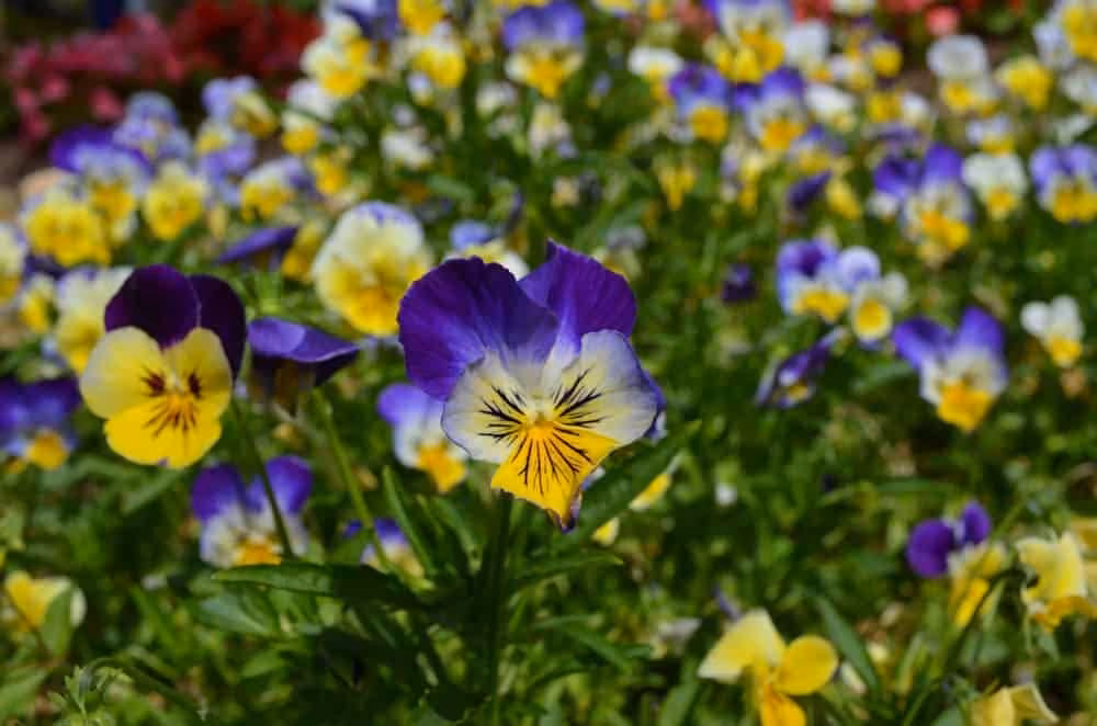 Chiang Mai: Doi Suthep & Bhubing Palace Half-Day - Image 11