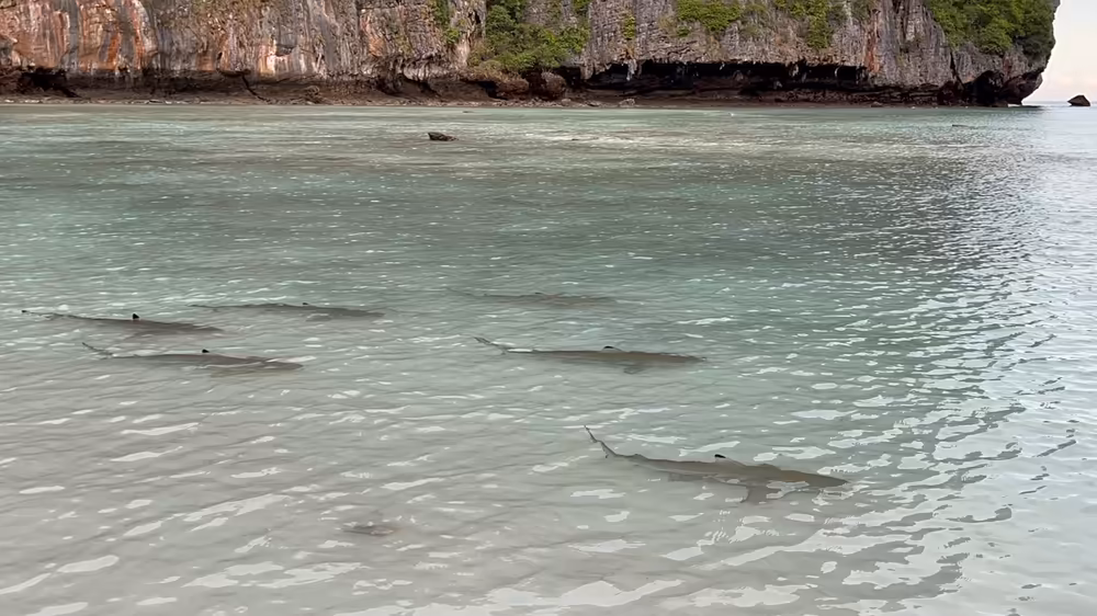Krabi: Early Bird Phi Phi & 4 Islands Sunrise Tour - Image 18