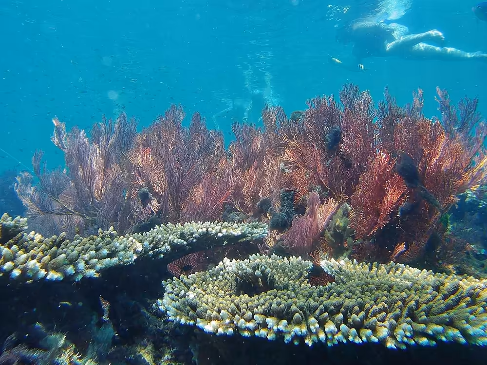 Krabi: Early Bird Phi Phi & 4 Islands Sunrise Tour - Image 14