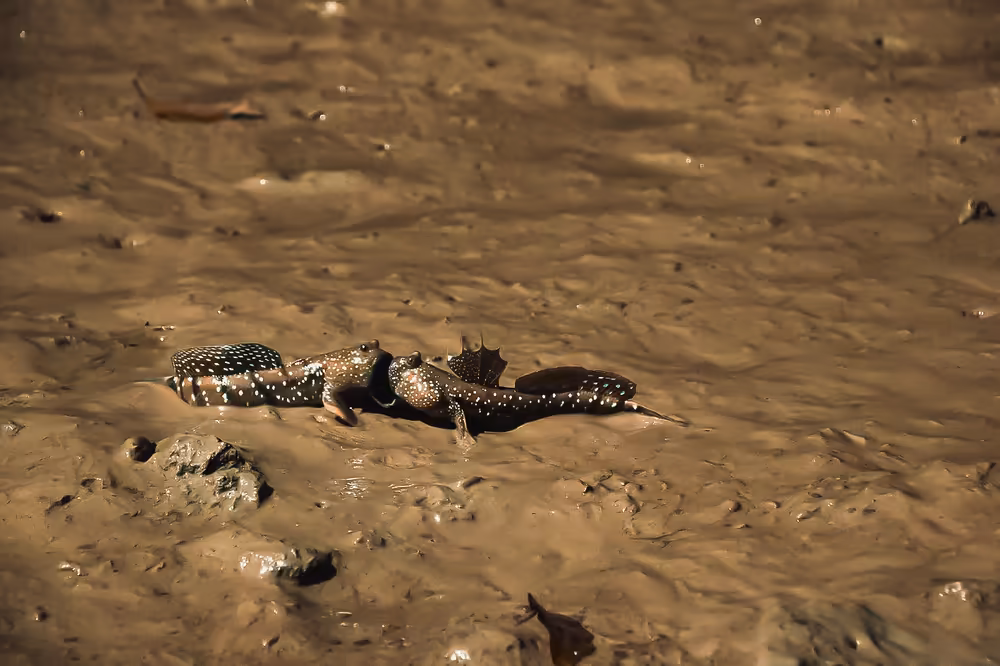 Hong Island by Starlight John Gray’s Sea Canoe - Image 12
