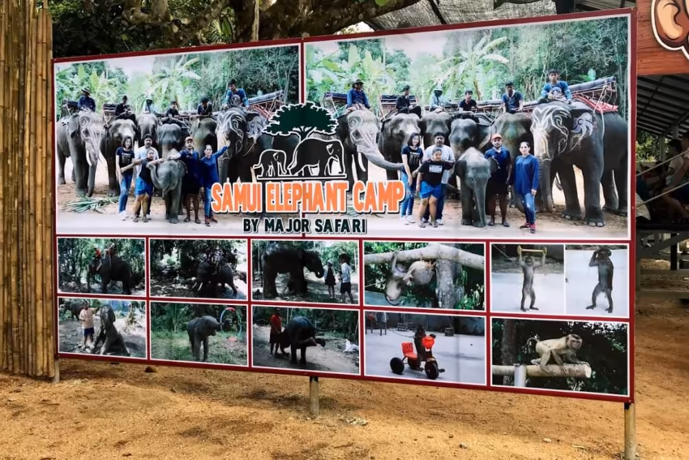 Koh Samui Elephant Sanctuary: Feed, Cook & Safari - Image 14