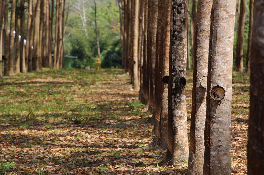 Koh Samui Elephant Sanctuary: Feed, Cook & Safari - Image 16