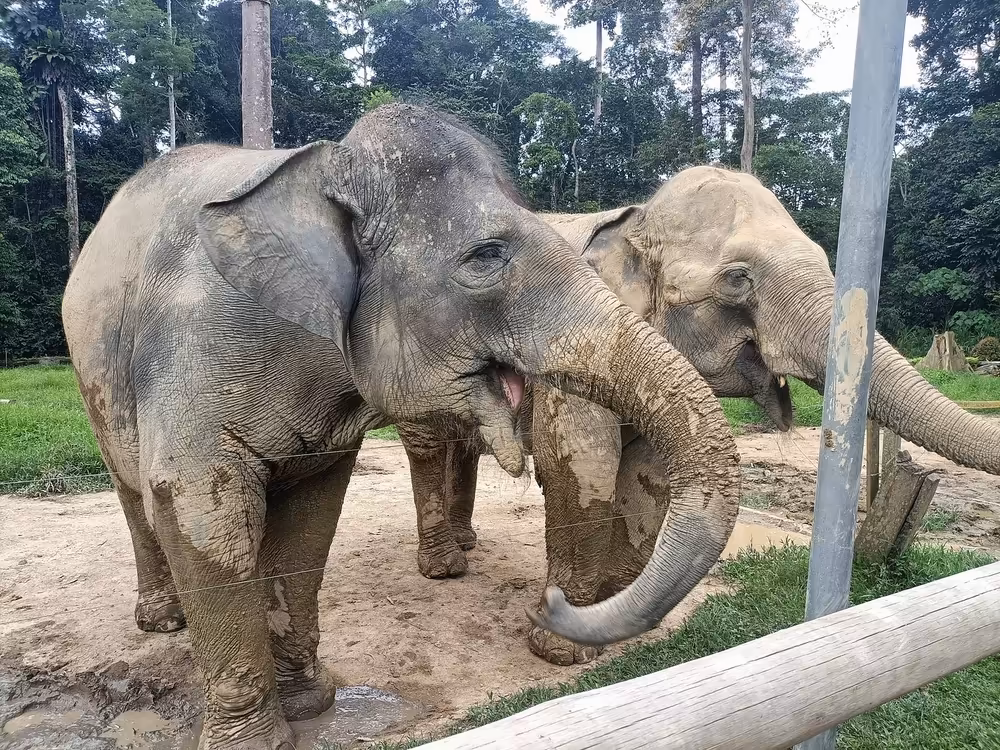 Kuala Gandah Elephant Sanctuary & Batu Caves Day Trip