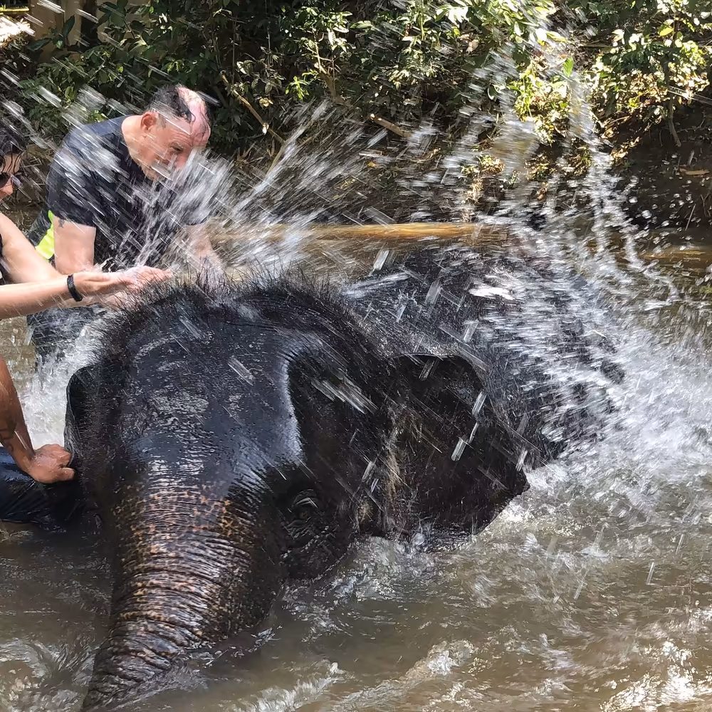 Kuala Gandah Elephant Sanctuary & Batu Caves Day Trip - Image 9