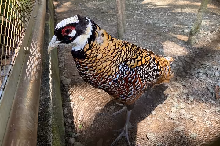 Kuala Lumpur Gardens & Parks Half-Day Tour - Image 5