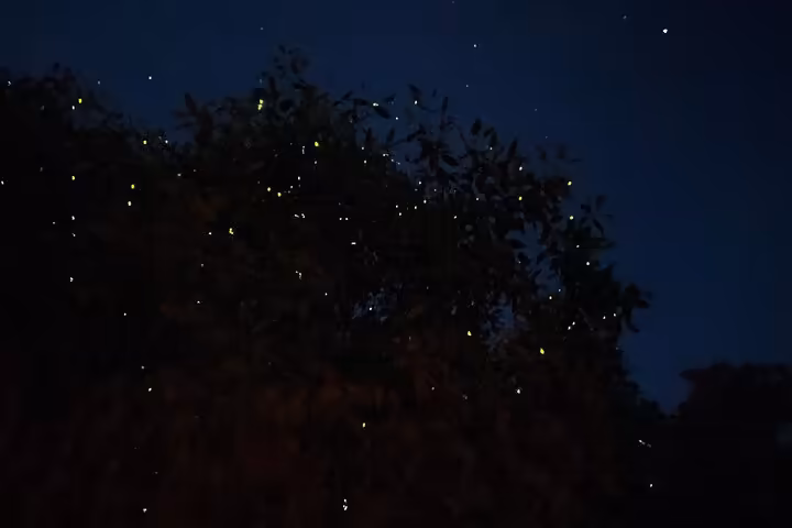 Kuala Selangor Fireflies & Blue Tears Enchanting Tour - Image 2