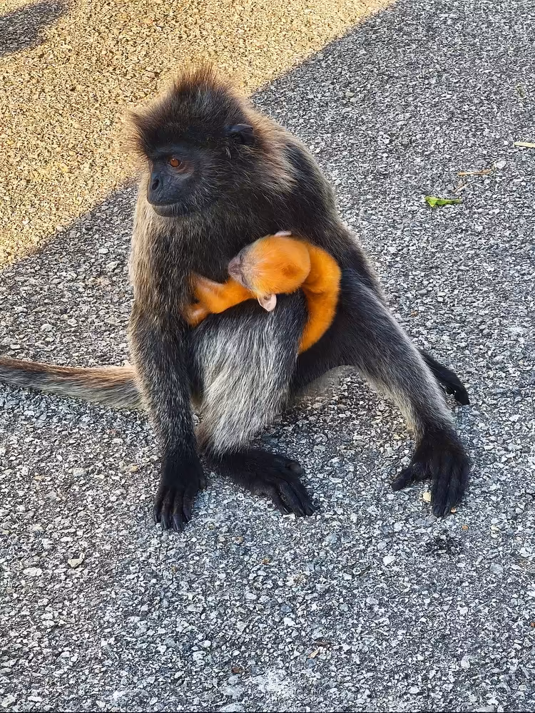 Kuala Selangor Fireflies & Blue Tears Enchanting Tour - Image 4