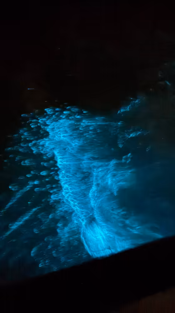 Kuala Selangor Fireflies & Blue Tears Enchanting Tour