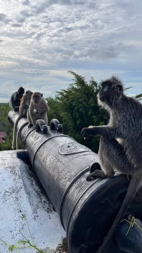 Kuala Selangor Fireflies & Blue Tears Enchanting Tour - Image 9