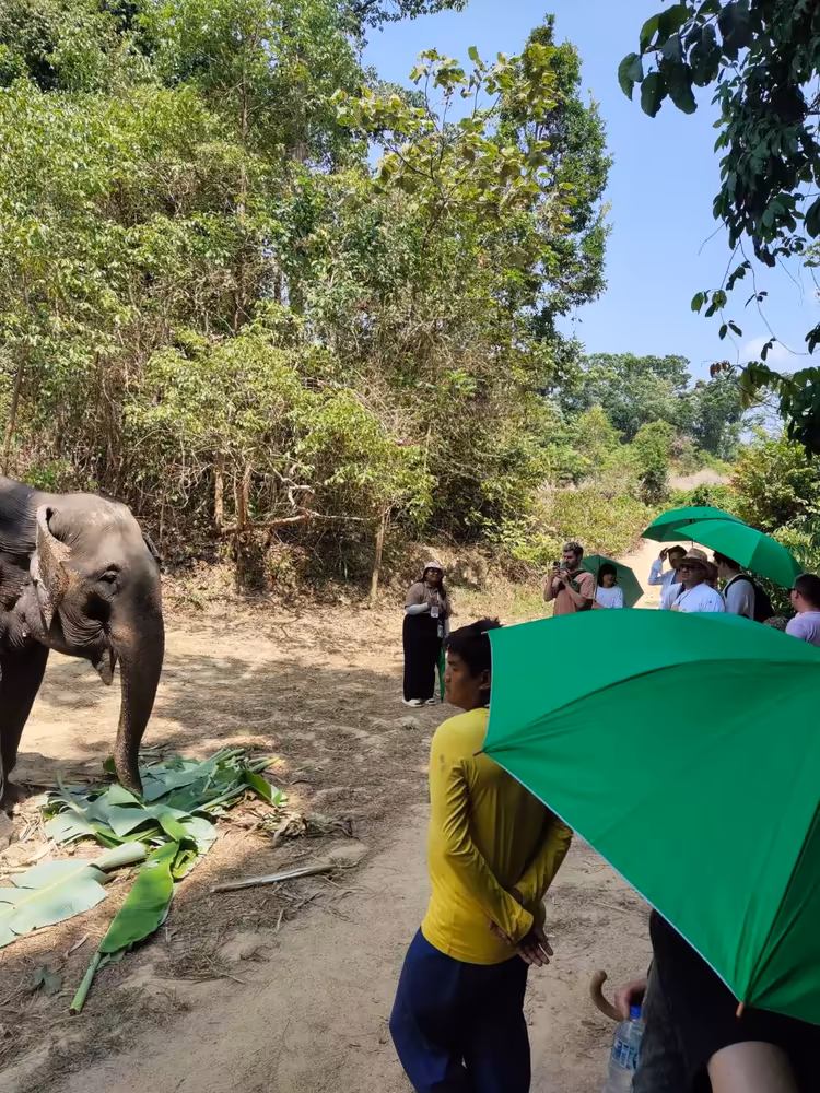 Phuket: Big Buddha & Mini Elephant Sanctuary Tour - Image 4