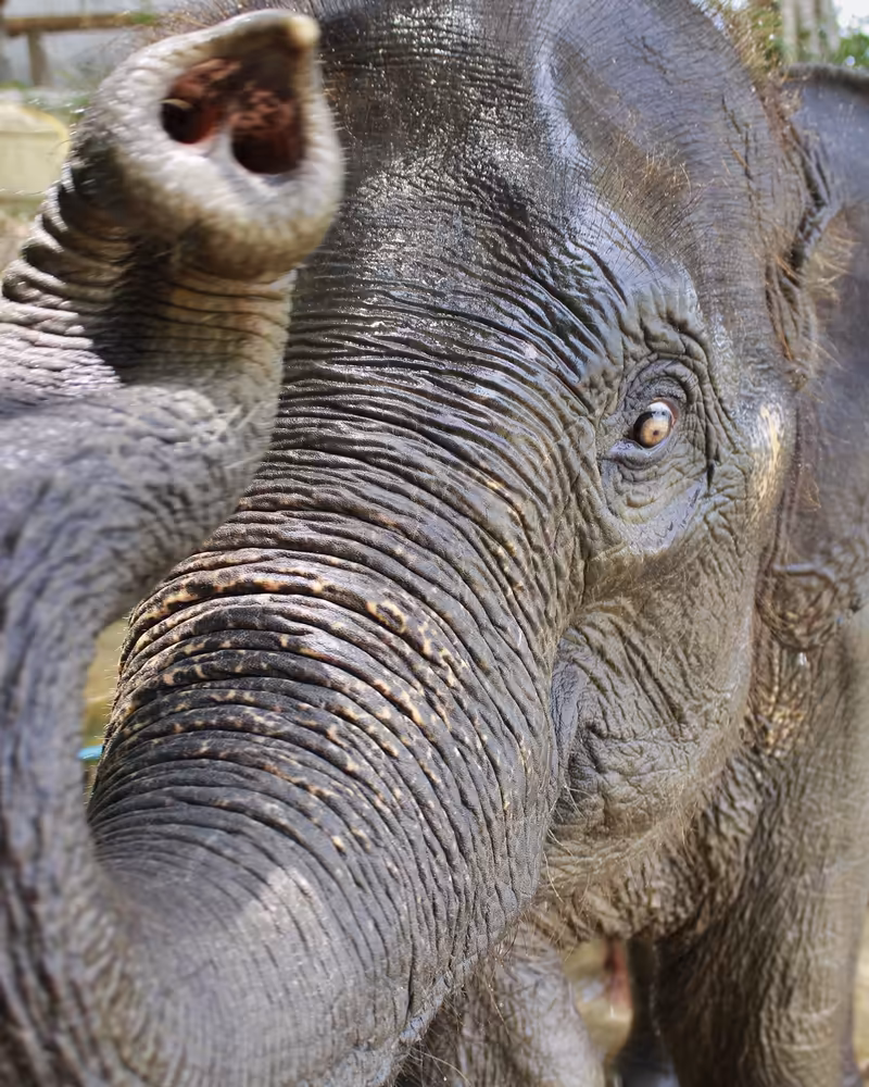 Phuket Elephant Swims in Sea Tour - Image 2