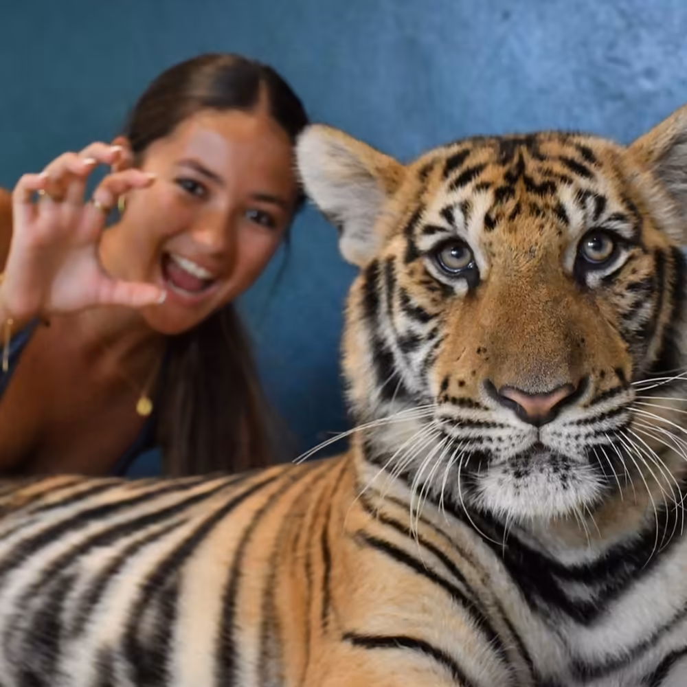 Phuket Tiger Kingdom & City Tour