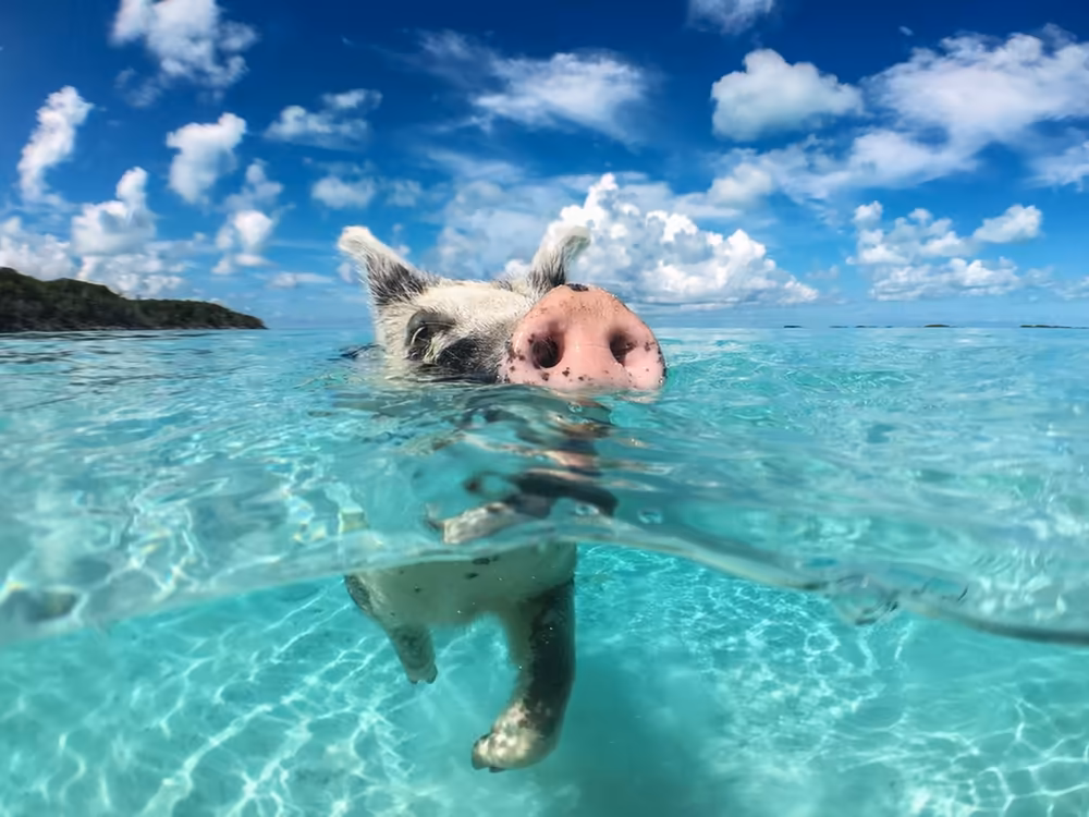 Private Longtail Boat Tour to Koh Madsum & Koh Tan - Image 13