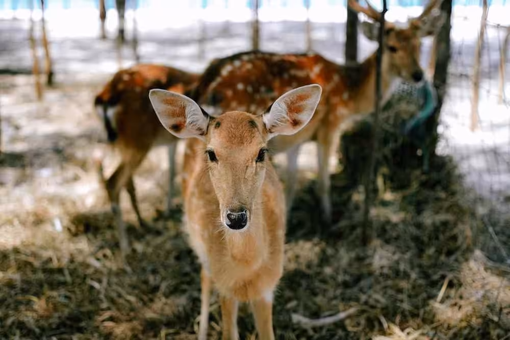Private Speedboat Tour to Koh Madsum, Koh Tan & Koh Rap