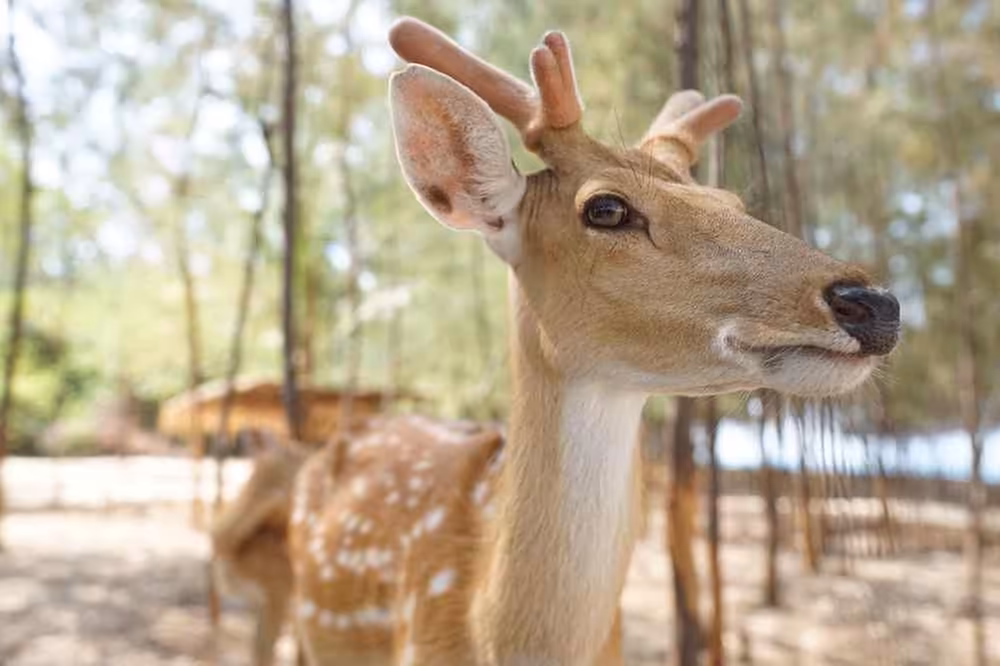 Private Speedboat Tour to Koh Madsum, Koh Tan & Koh Rap - Image 5