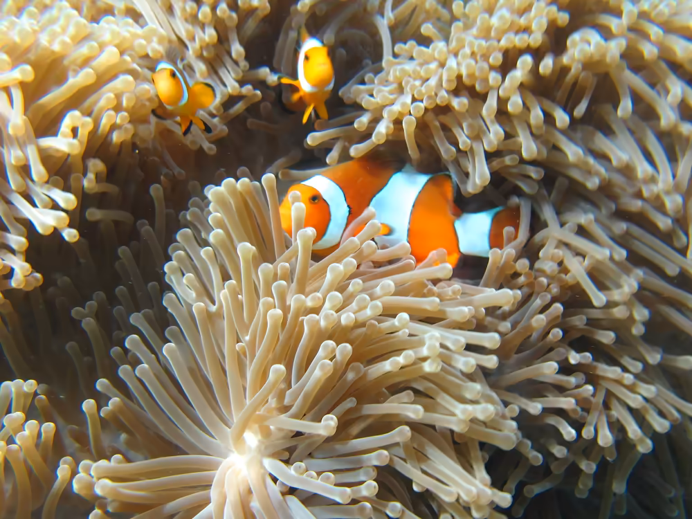 Similan Islands Paradise by Sawanu Speed Catamaran - Image 12