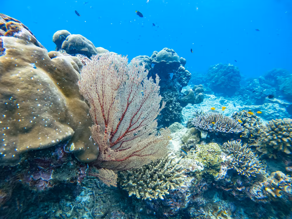 Surin Island by Sawanu Speed Catamaran - Image 19